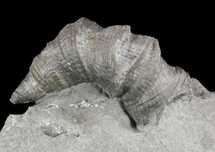 Devonian Horn Coral - New York #50052